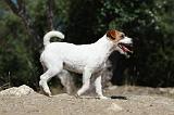 PARSON RUSSEL TERRIER 019